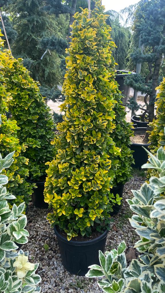 Euonymus pyramıd  TAFLAN PIRAMIT GOLD